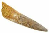 Fossil Spinosaurus Tooth - Real Dinosaur Tooth #347169-1